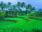 selva�